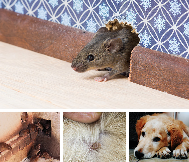 Rodent and Flea Control
